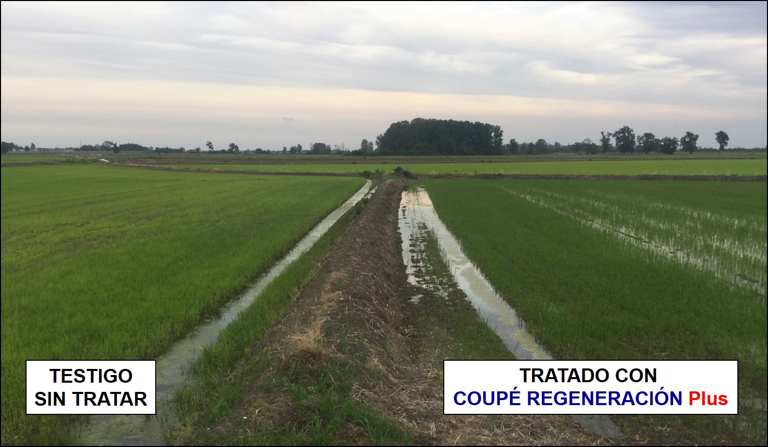 Comparación de las plantas de arroz tratados con COUPE REGENERACION PLUS frente a Testigo